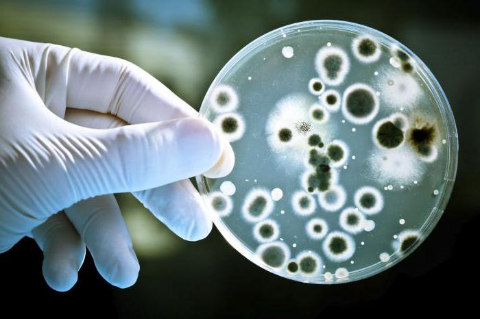 gnijące siedlisko bakterii