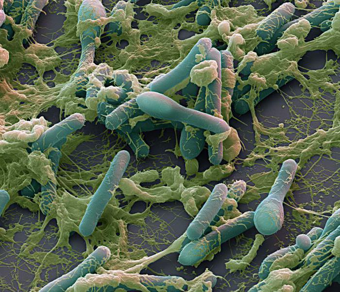 přínosy a poškození hnilobných bakterií