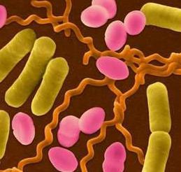 patogenih bakterija