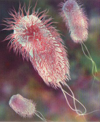 istruzione di batteriophage coliprotein