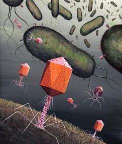 Druhy bakteriofágů