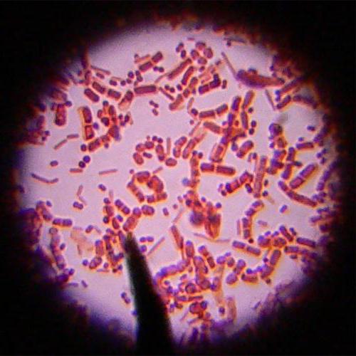 asymptomatická bakteriurie