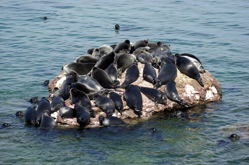Байкальските тюлени на почивка
