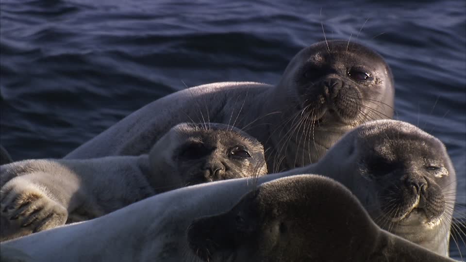 Снимка на тюлени от Байкал