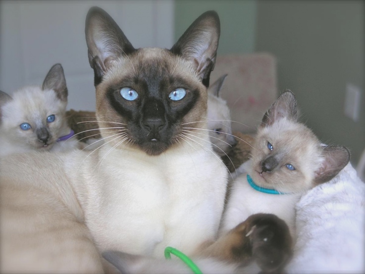 Zdjęcia kotów balijskich i opis rasy
