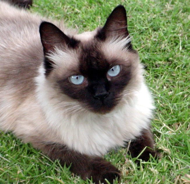 Opis rasy kotów balijskich