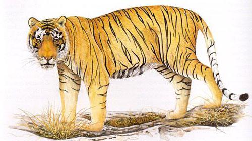 Tigre balinese