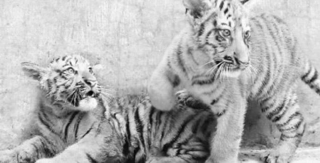 Изчезнал балийски тигър