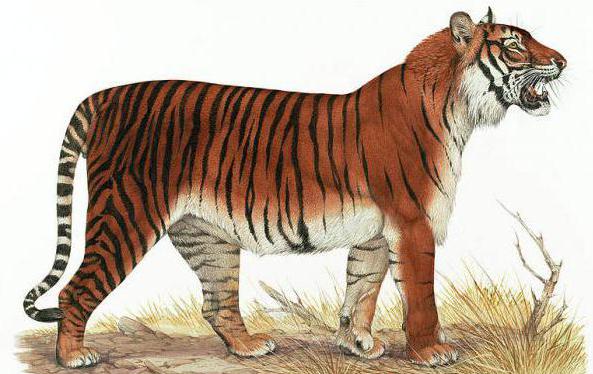 Описание на балийски тигър