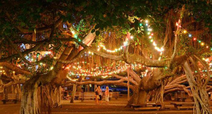 banyan tree forest