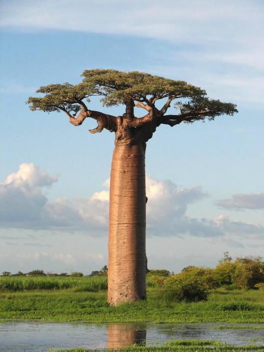 Kje raste baobab