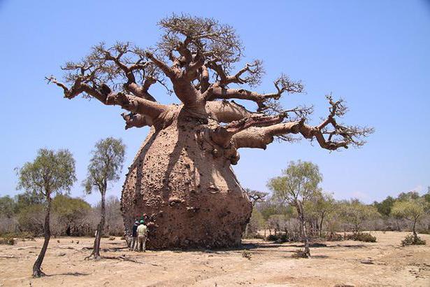Kje raste drevo baobab