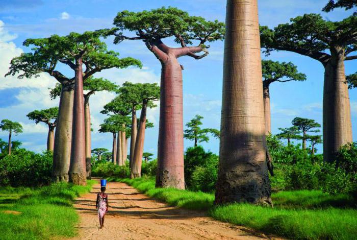 Kje na celini raste baobab