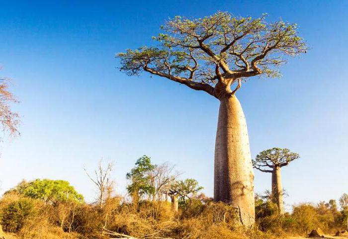 Kje rastejo baobabi v kateri naravni coni