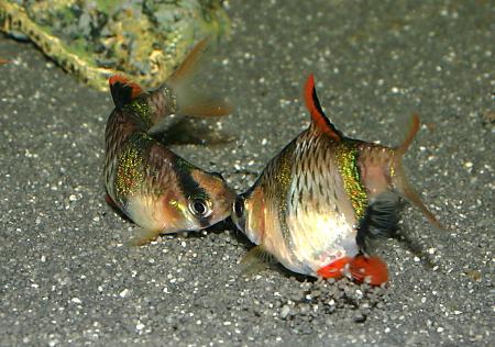 mužské sumatranské ryby