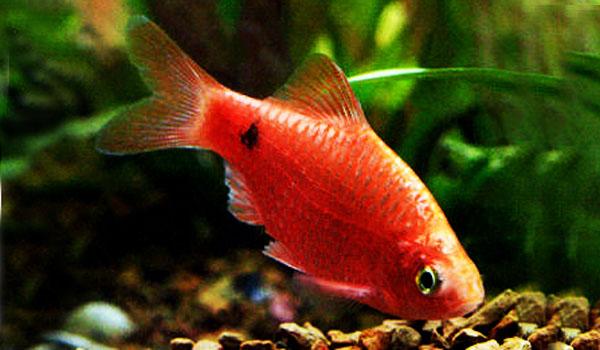 Barbus - krásná ryba