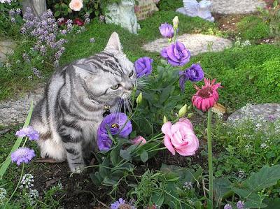 Как котката анализира миризмите
