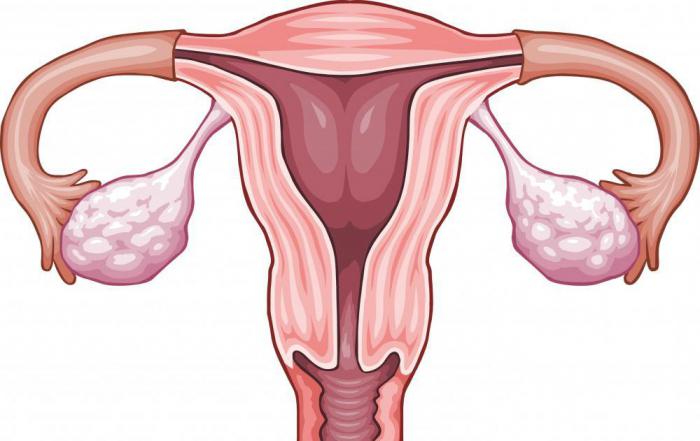 Základní teplota během menstruace