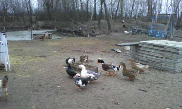 Uzgoj Baškirske patke