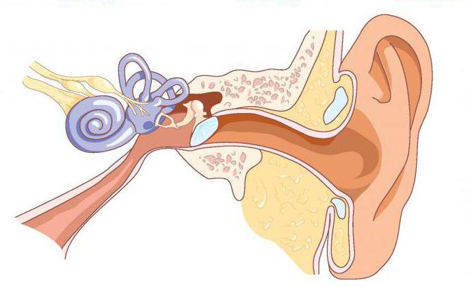 strukturu sluchového analyzátoru