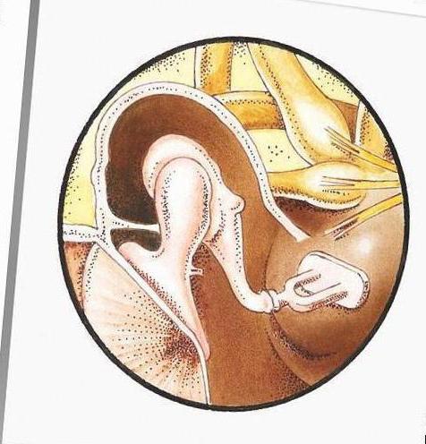 caratteristiche della struttura anatomica della parte periferica dell'analizzatore uditivo