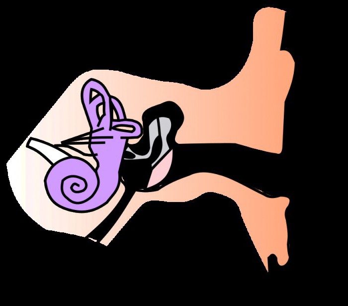 podstawowe zasady budowy analizatora słuchu