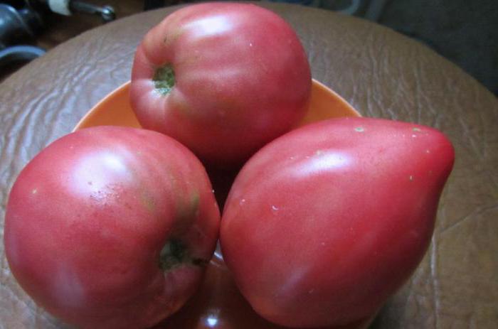 Recenzja pomidora pomidorowego