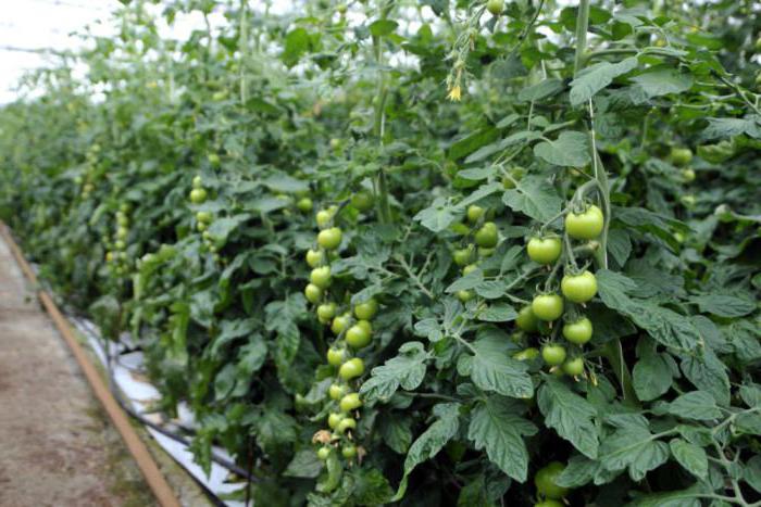Кацане и грижа за доматите от Батаняна