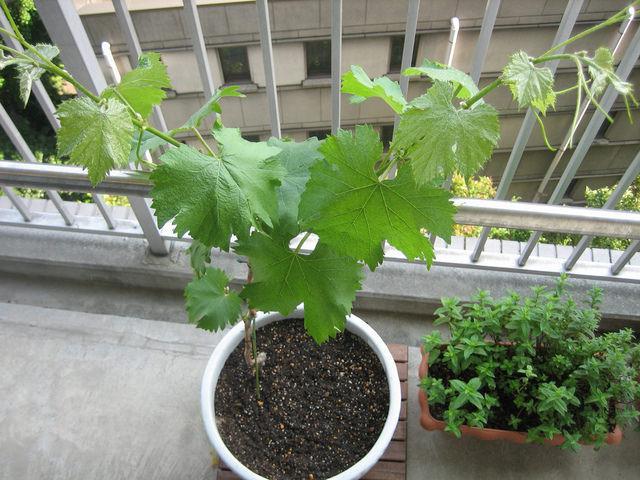 grozdje darilo zaporizhia