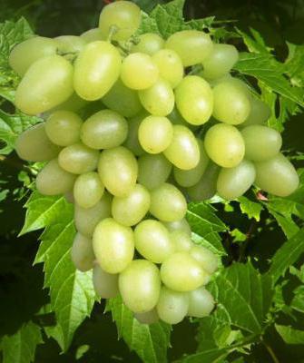 recensioni di uva bazhena