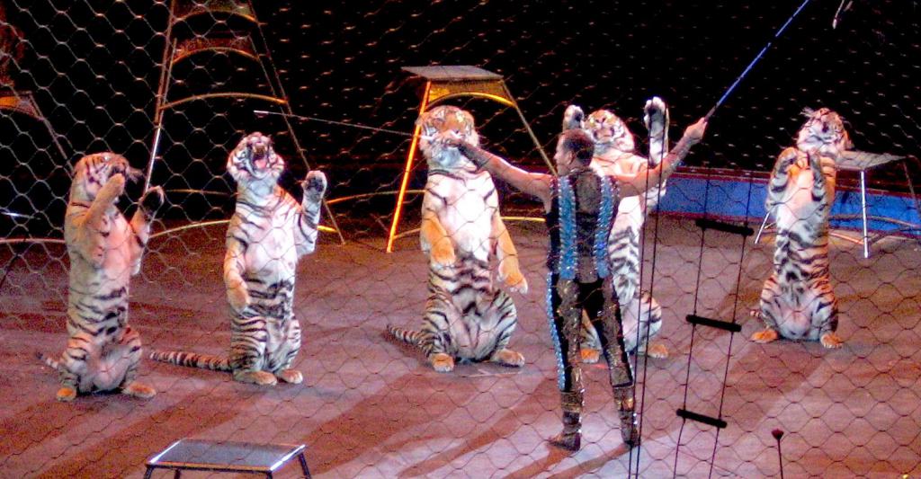 Тигри в цирк