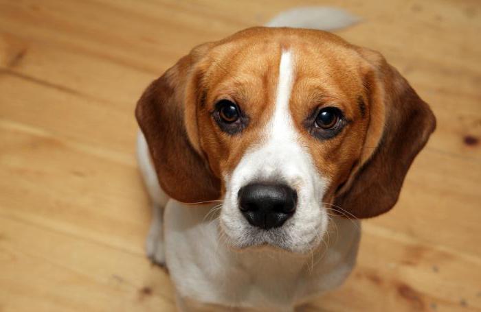 Razza di beagle: descrizione della razza, recensioni