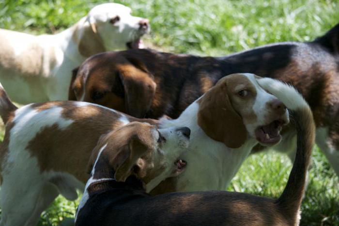 Pies rasy Beagle: recenzje właścicieli z dziećmi