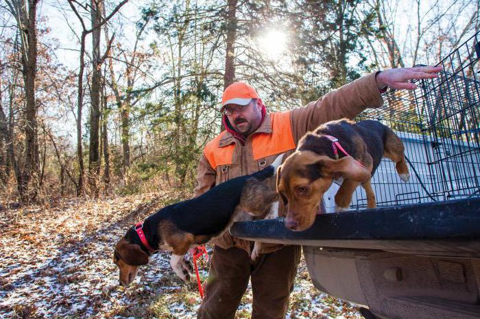 Beagle: klady a zápory plemene, recenze majitelů