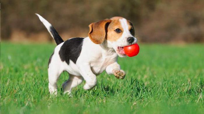 Beagle: lastniki pregledi, prednosti in slabosti