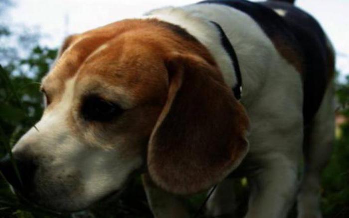 Beagle: opis pasme, karakter, lastnik pregledi