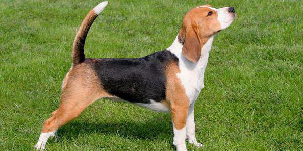 Beagle: lastniki pregledi, slabosti