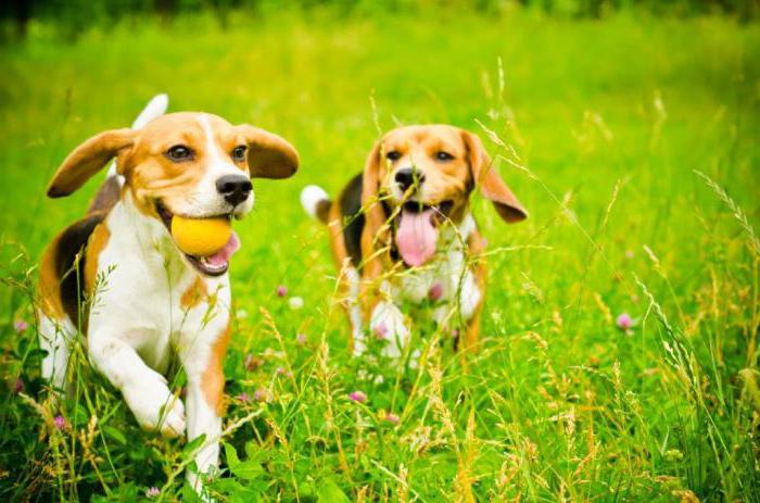 Pies rasy Beagle: recenzje właścicieli