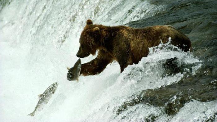 медведни напад