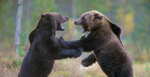 мечки в дивата природа