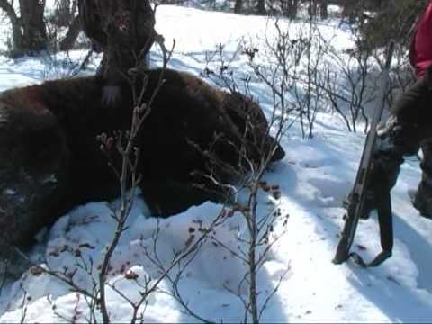 Niedźwiedź polowanie