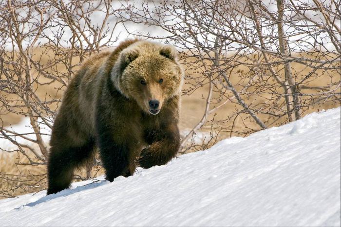 Polowanie na niedźwiedzia zimą