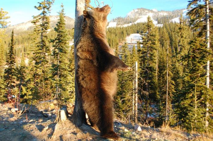 smeđi medvjed