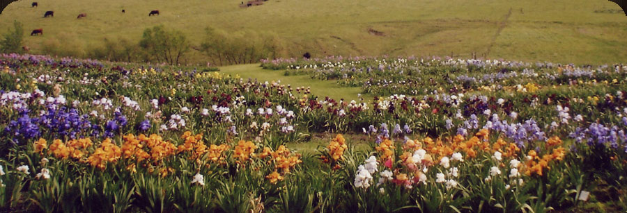 Iris Plantation