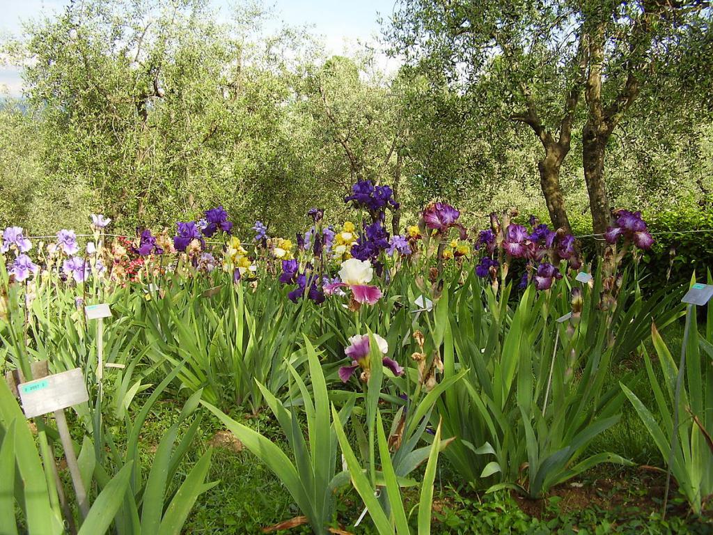 Sorte bradate iris