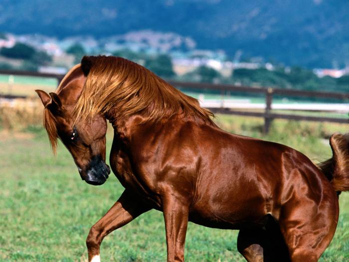prekrasni nadimci za konje
