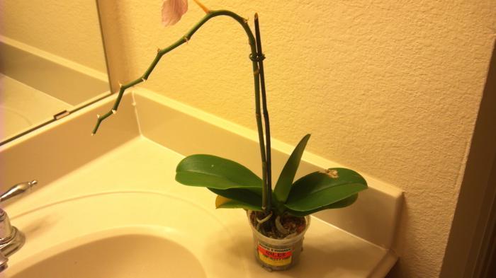 как да се грижиш и да седиш на орхидея