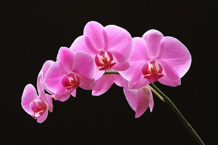 как да засадите орхидеи
