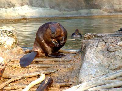 Beaver bobří tajné recenze