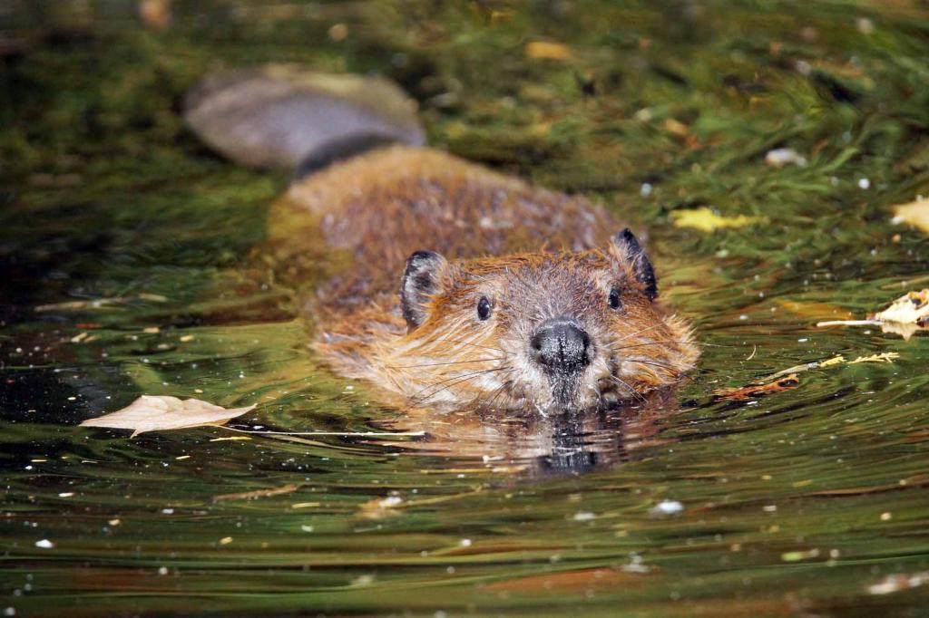 Beaver v reki